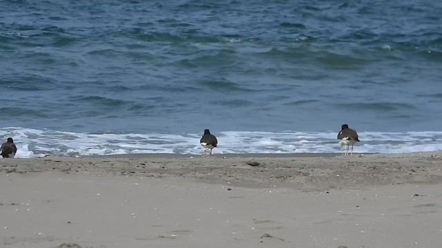 American Oystercatcher - ML613692605