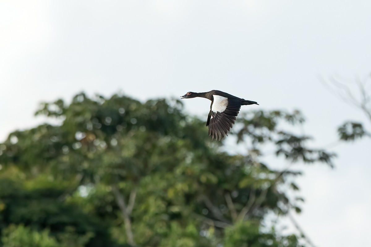 Muscovy Duck - ML613692610