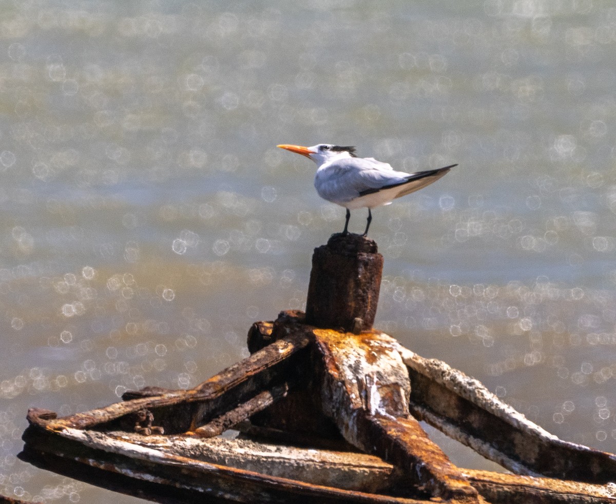 Royal Tern - Anthony Schmitt