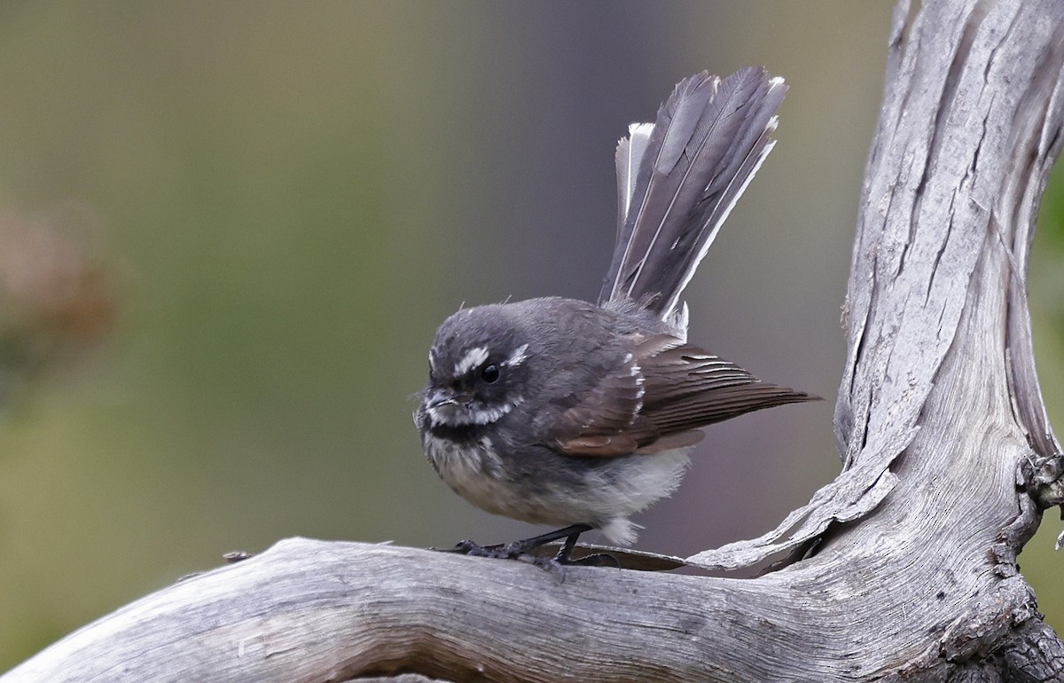 Gray Fantail - ML613692771