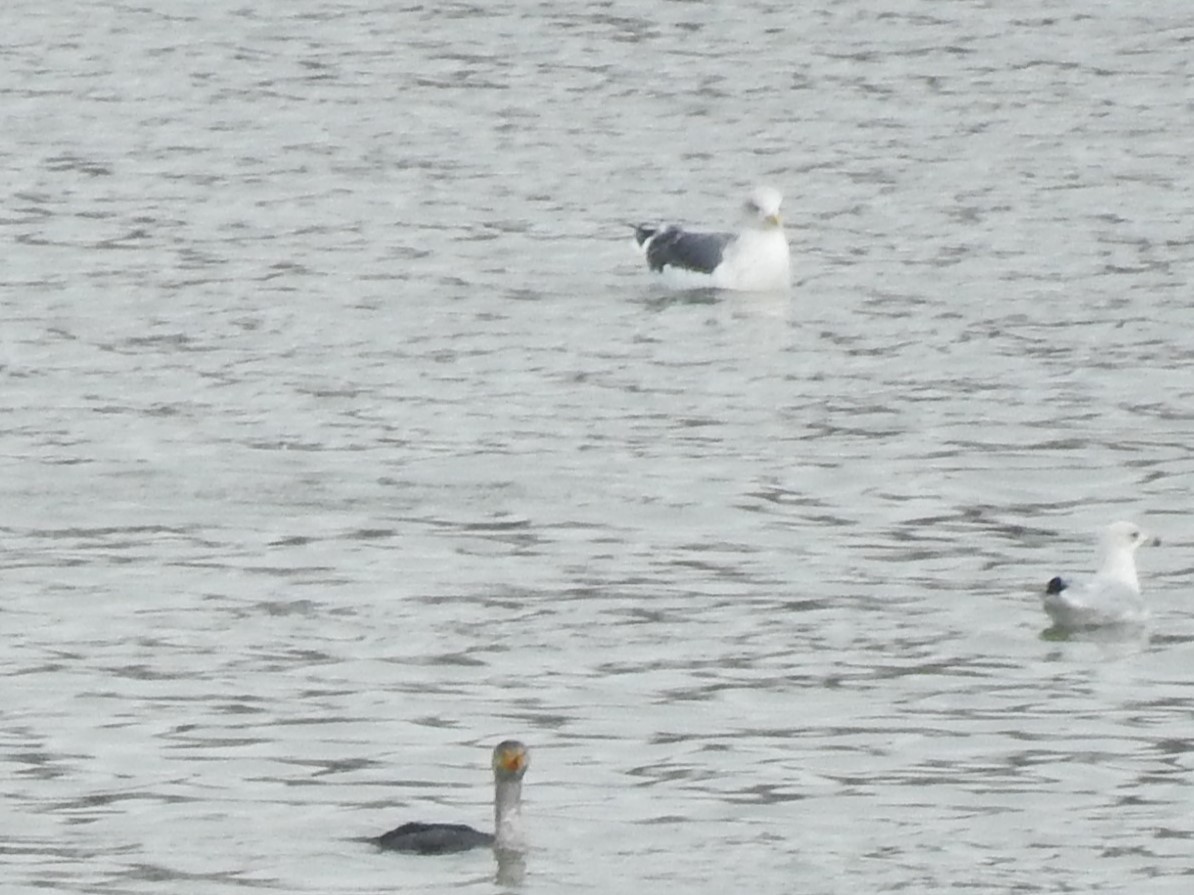 Lesser Black-backed Gull - ML613692828