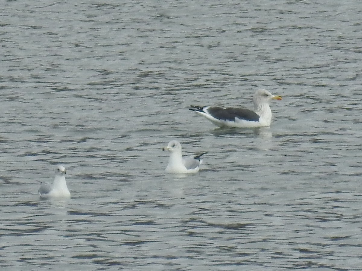 Lesser Black-backed Gull - ML613692831