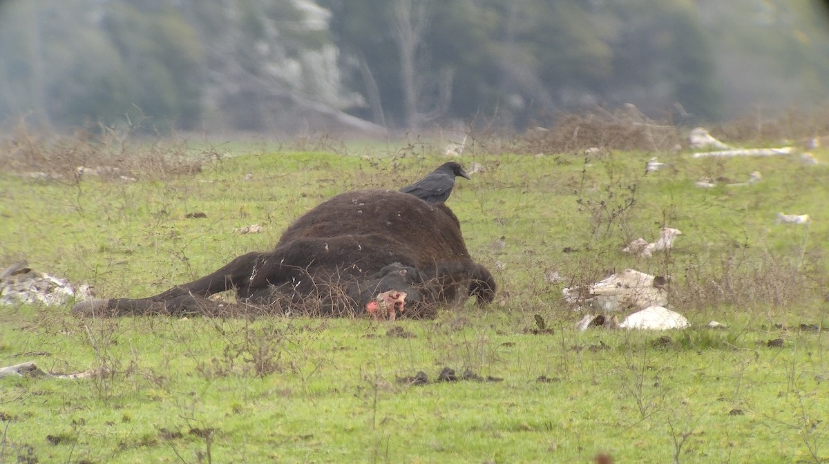 Common Raven - ML613692848