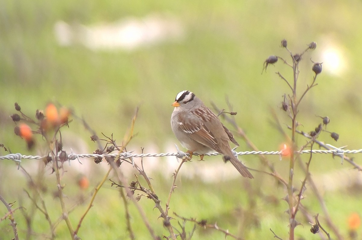 strnadec bělopásý (ssp. gambelii) - ML613692866