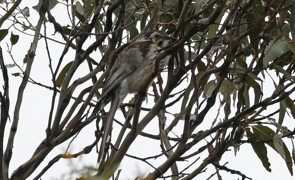 Yellow Wattlebird - ML613692888