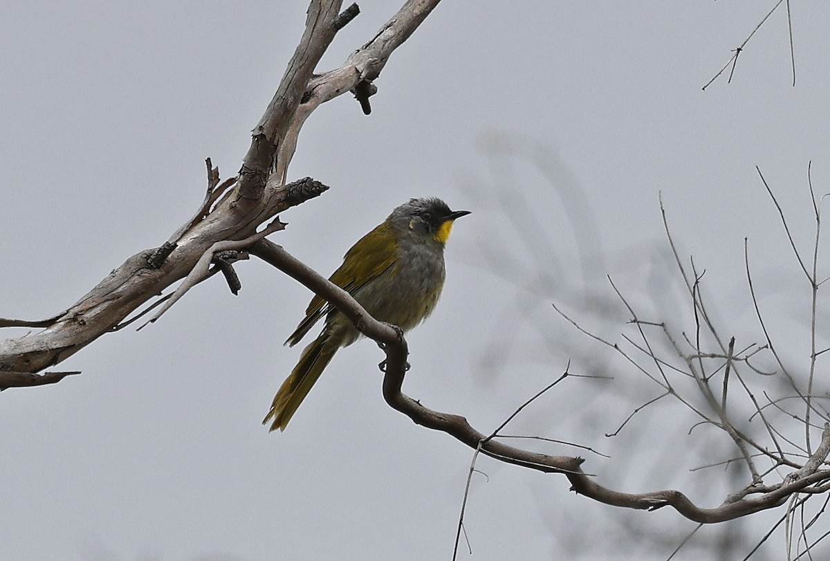 Yellow-throated Honeyeater - ML613692902