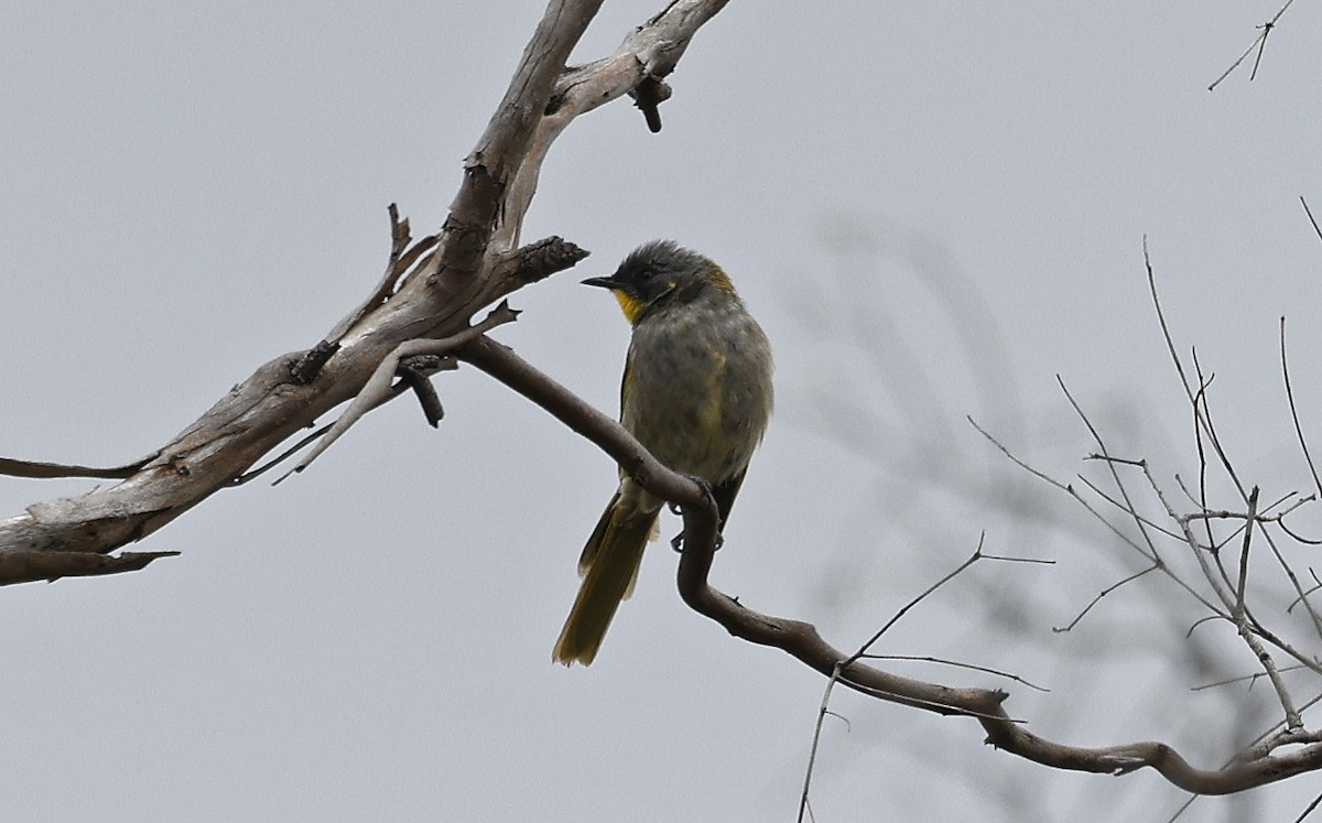 Yellow-throated Honeyeater - ML613692906