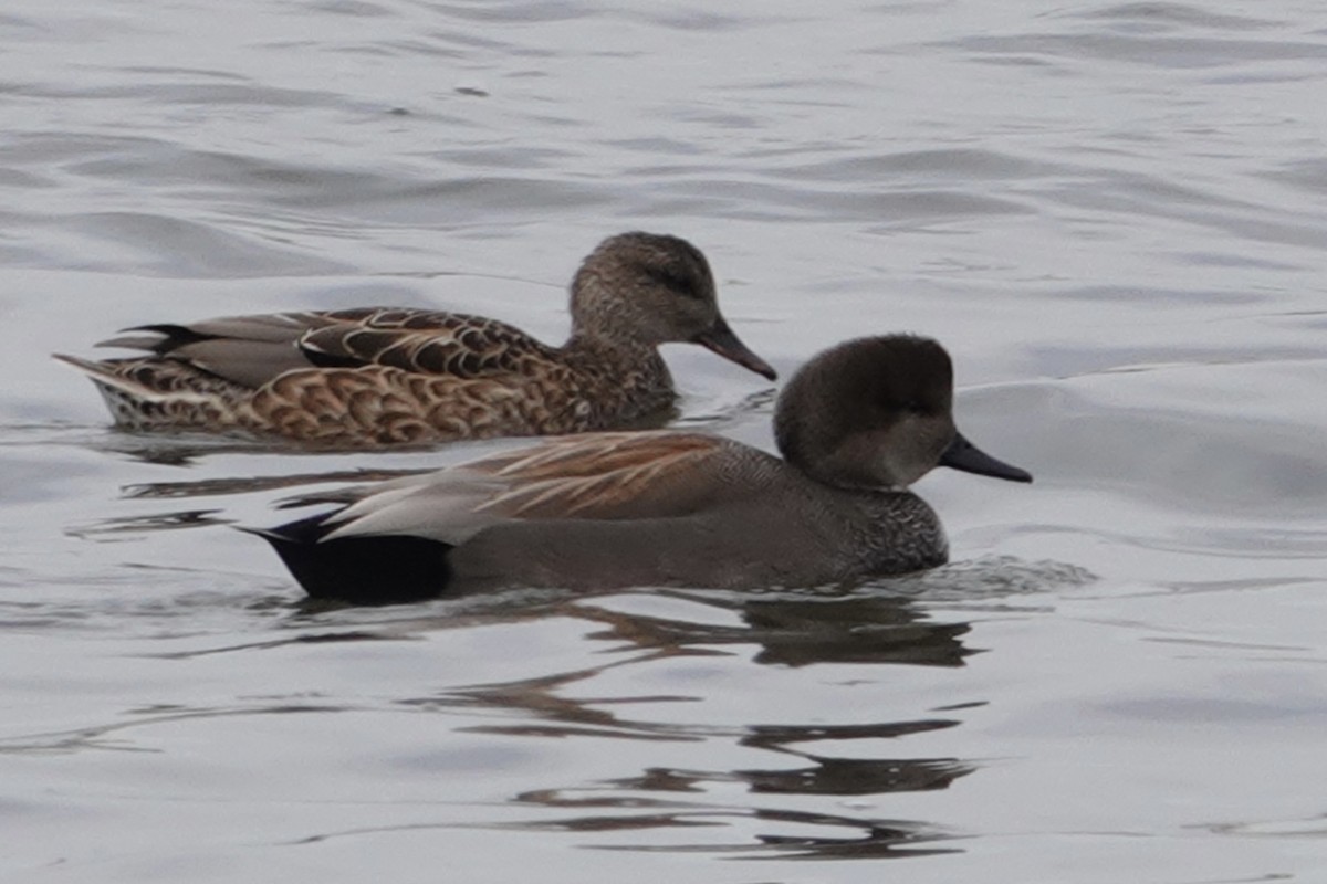 Gadwall - B P