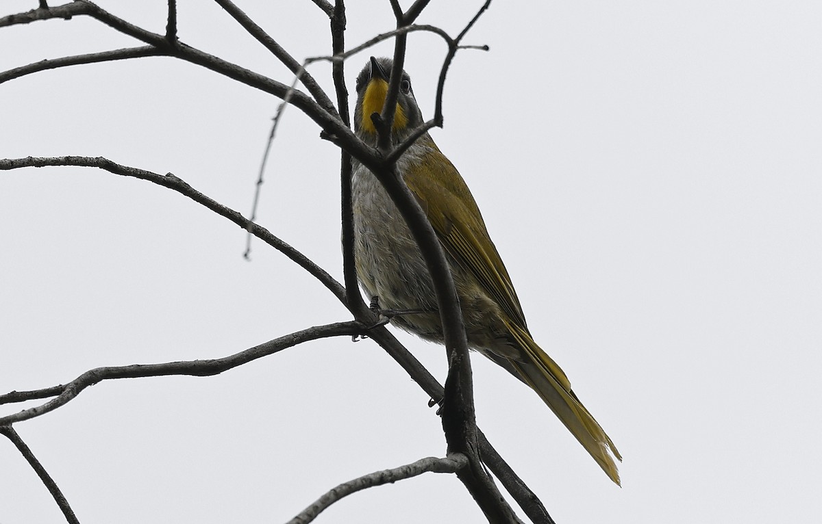 Yellow-throated Honeyeater - Paul Chapman