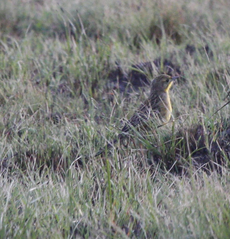 Yellow-breasted Pipit - ML613693002