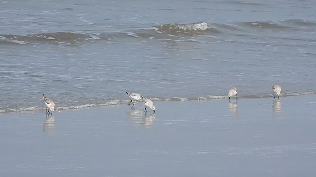 Bécasseau sanderling - ML613693009