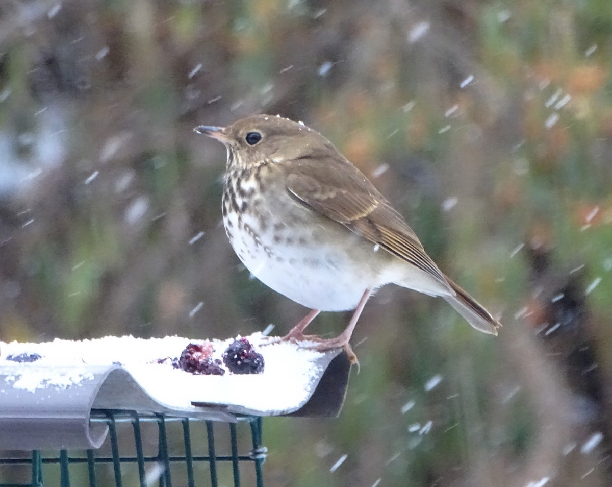 Hermit Thrush - ML613693021