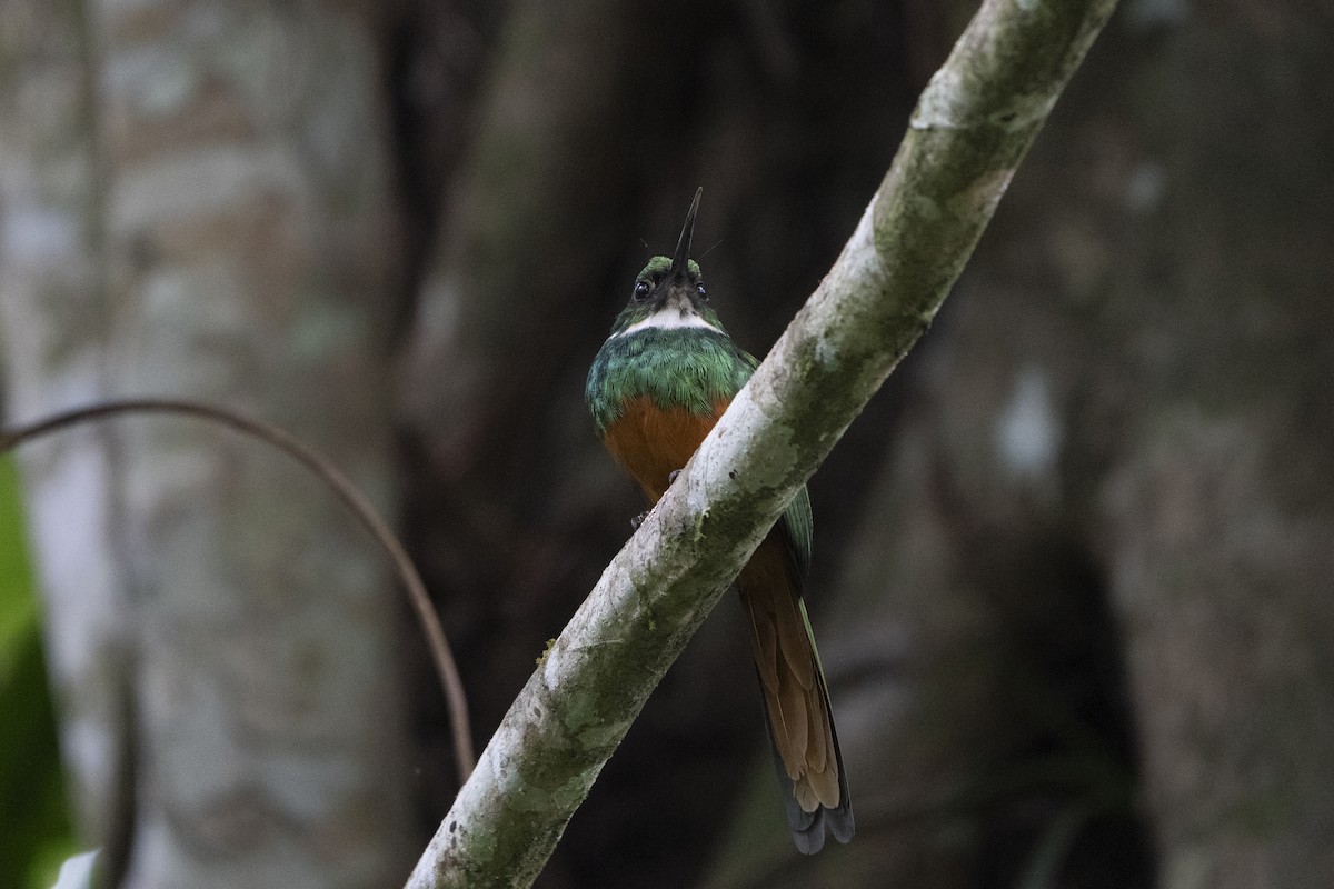 Rufous-tailed Jacamar - ML613693047