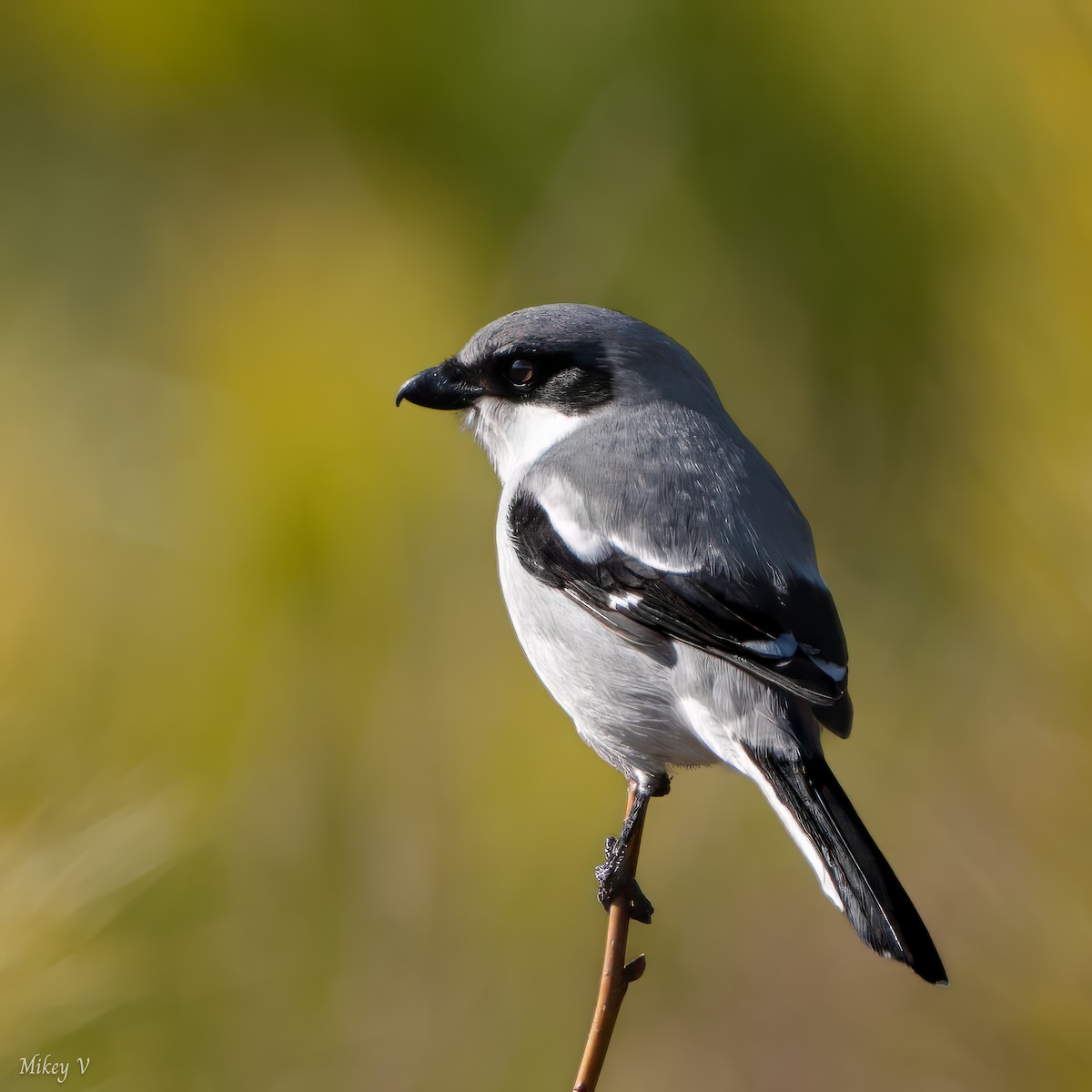 Louisianawürger - ML613693051