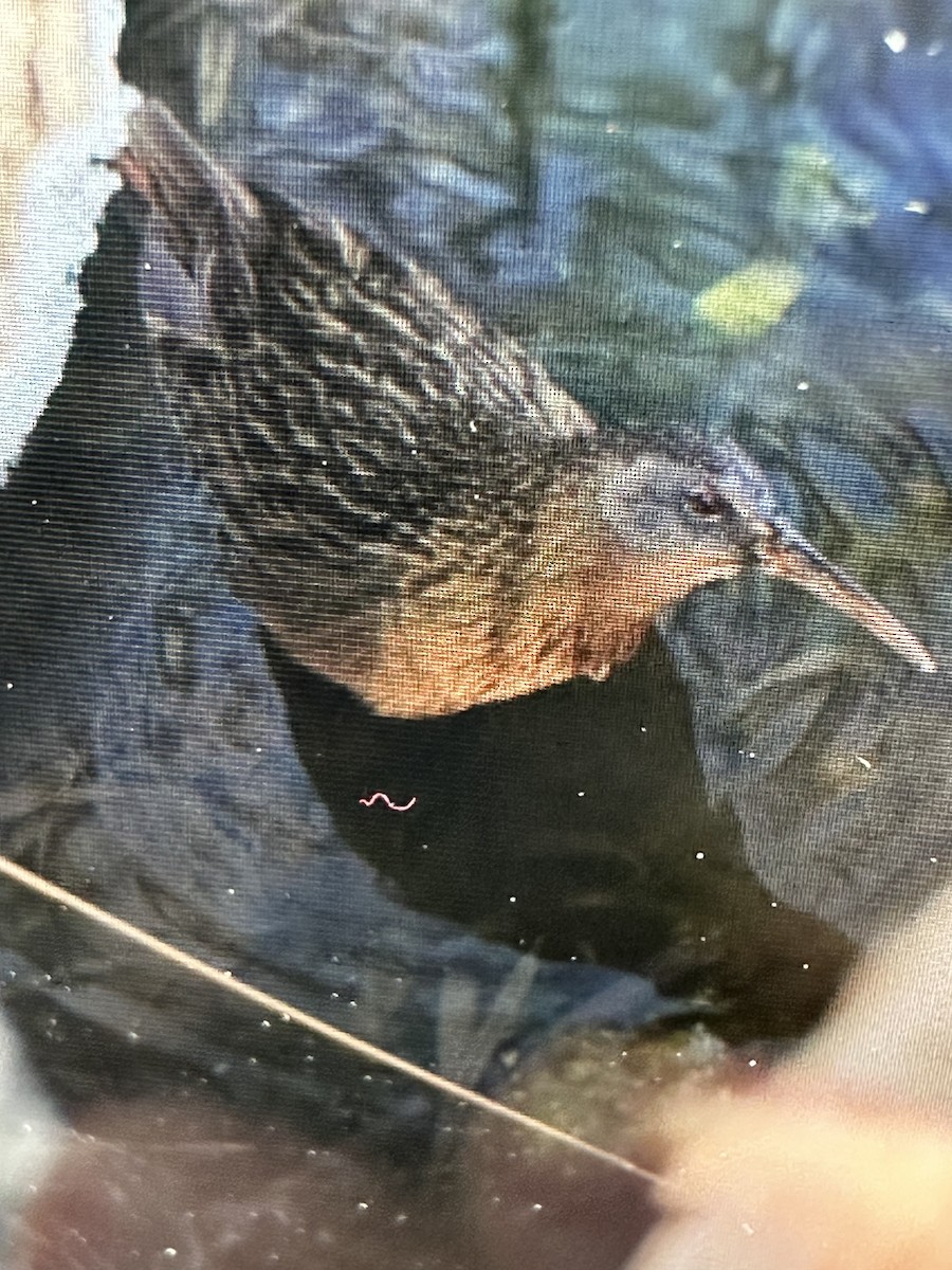 Virginia Rail - Gak Stonn