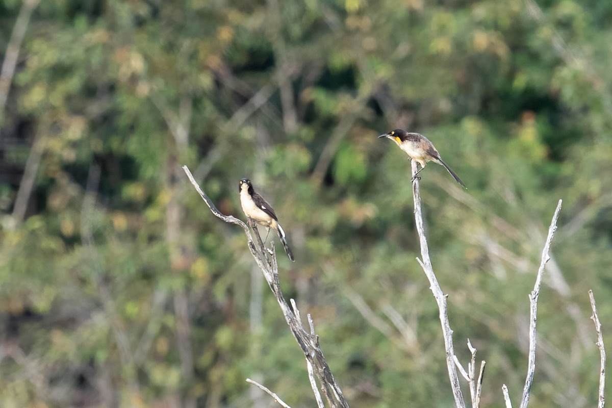 Black-capped Donacobius - Pablo  Cerqueira