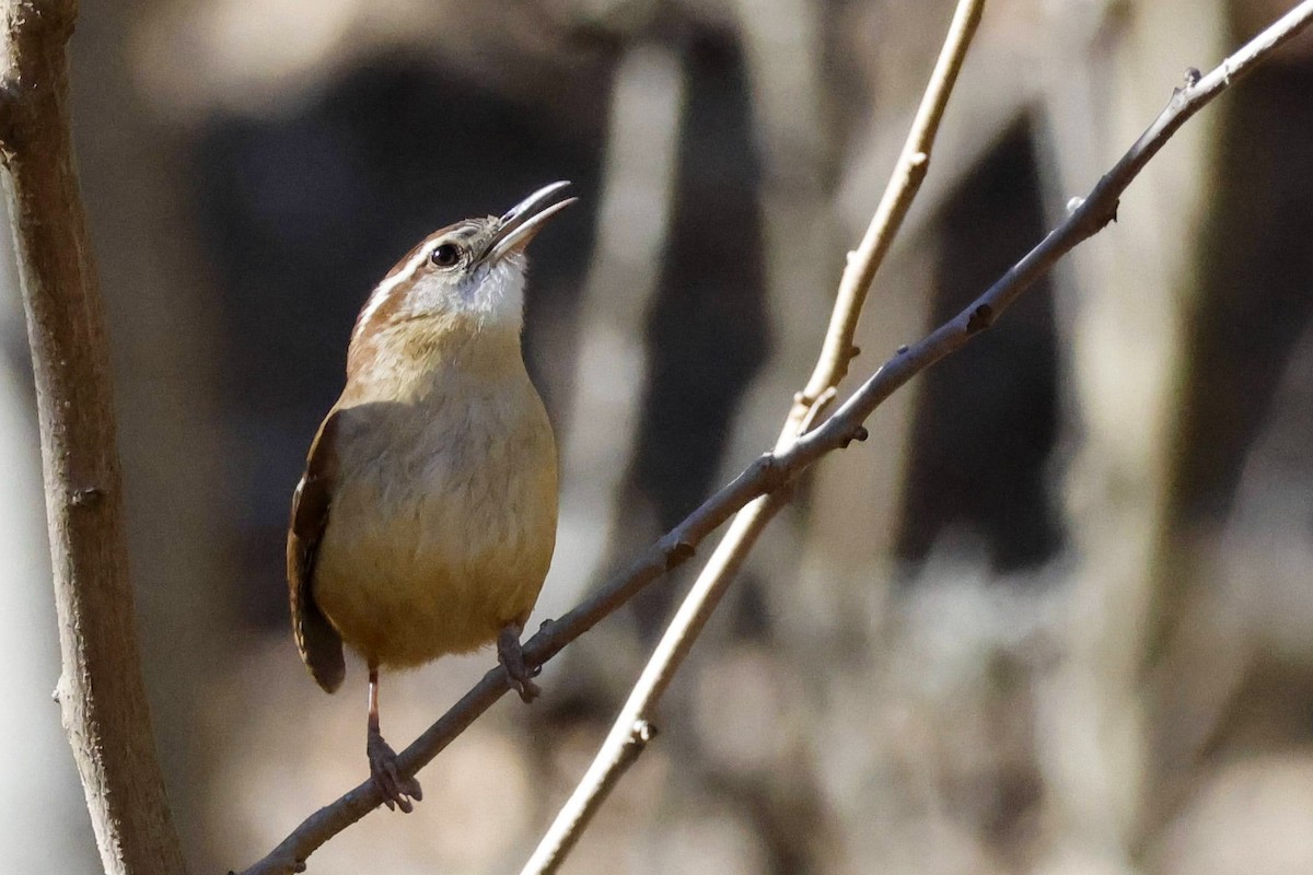 Carolina Wren - ML613693150