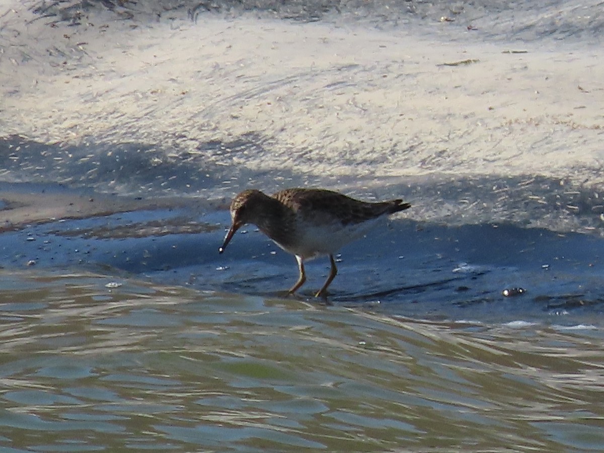 Graubrust-Strandläufer - ML613693159