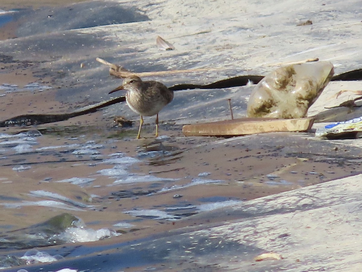 Graubrust-Strandläufer - ML613693162