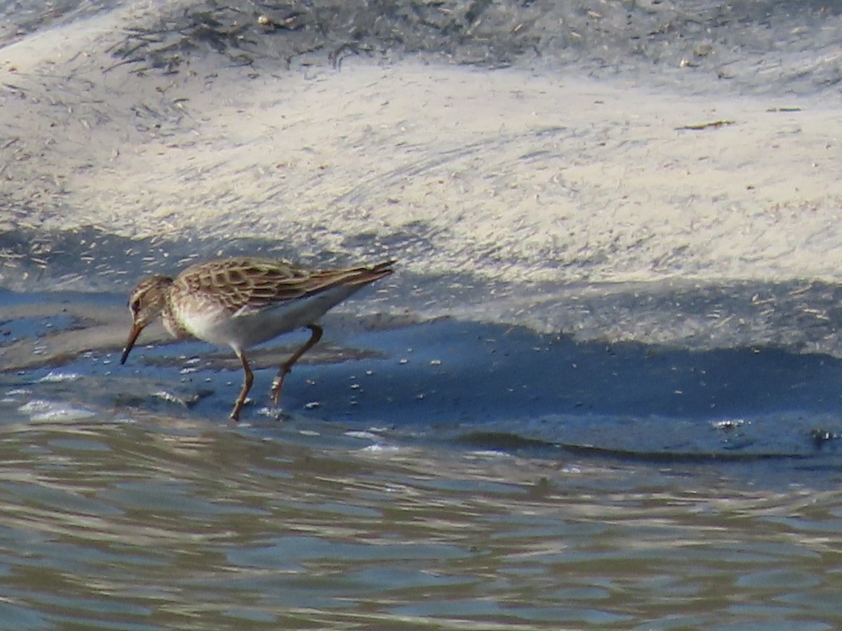 Pectoral Sandpiper - ML613693164