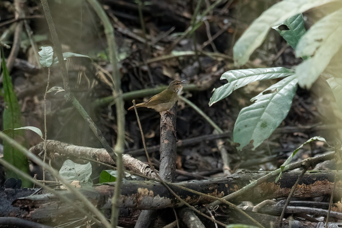 Riverbank Warbler (Northern) - ML613693172