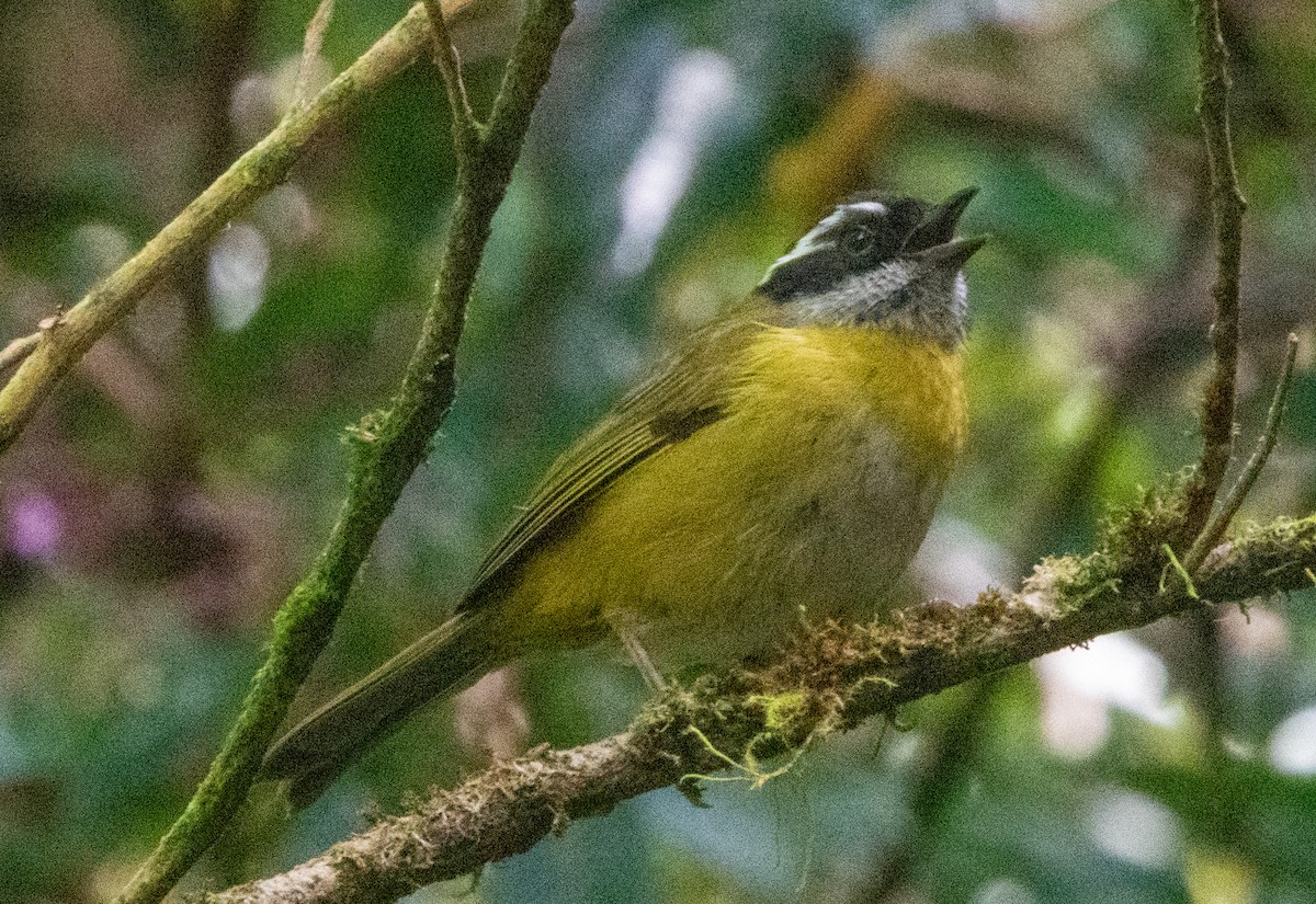 Sooty-capped Chlorospingus - ML613693175