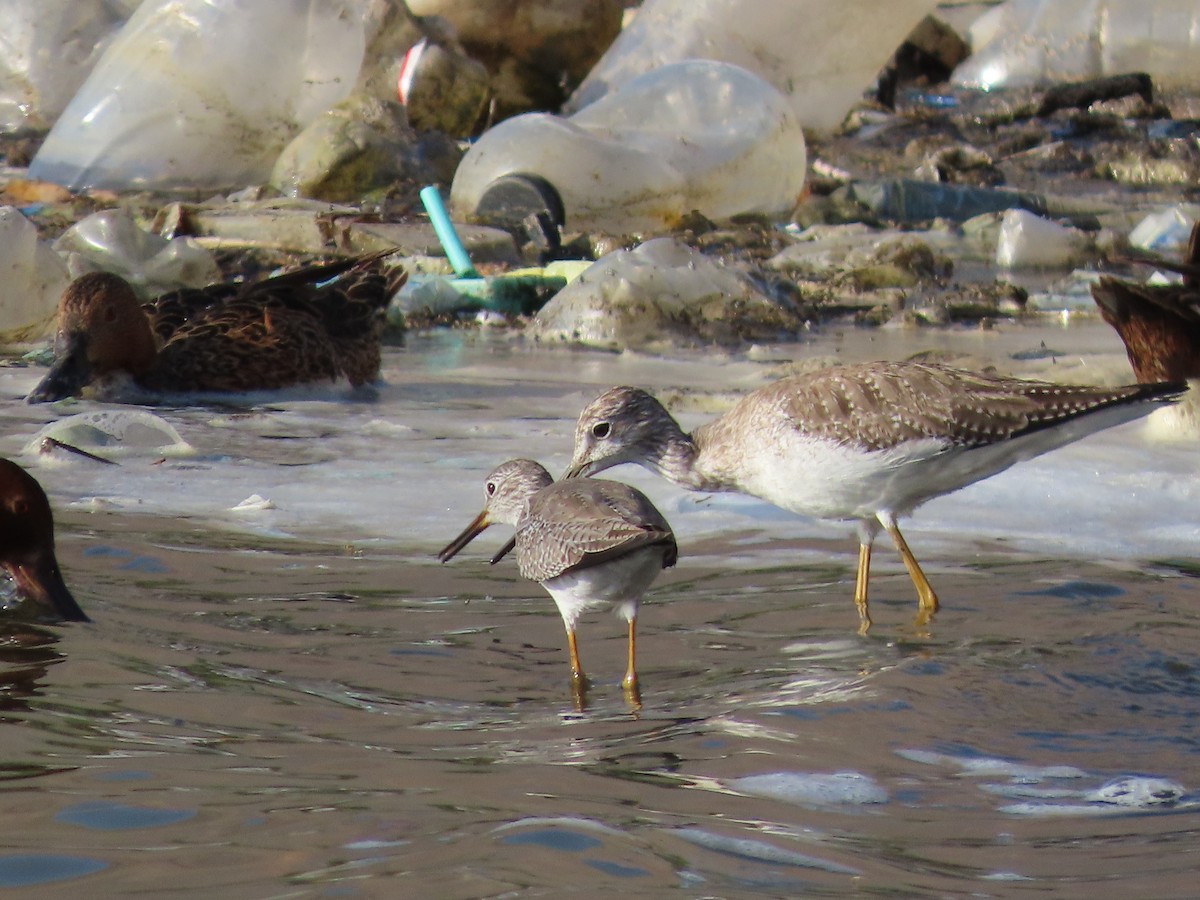 Lesser Yellowlegs - ML613693179