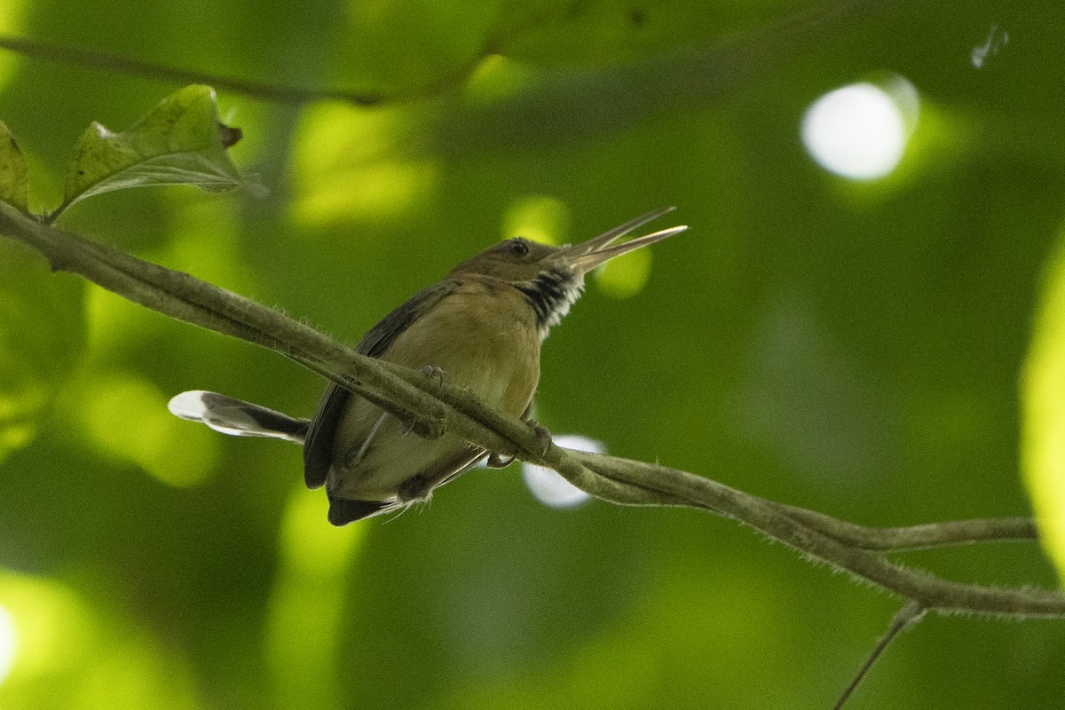 Long-billed Gnatwren - ML613693245