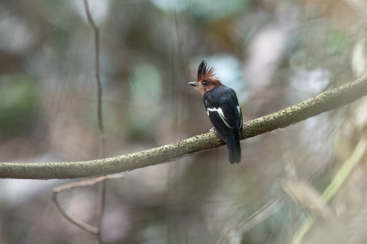 Black-chested Tyrant - ML613693256
