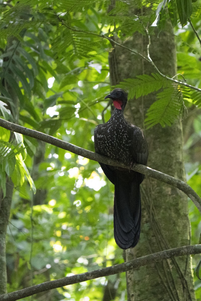 Crested Guan - ML613693266