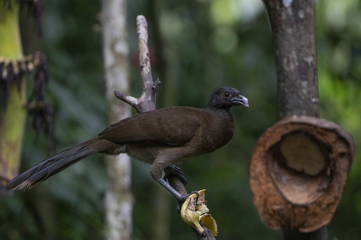 Gray-headed Chachalaca - ML613693312