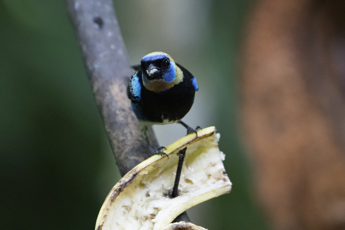 Golden-hooded Tanager - ML613693338