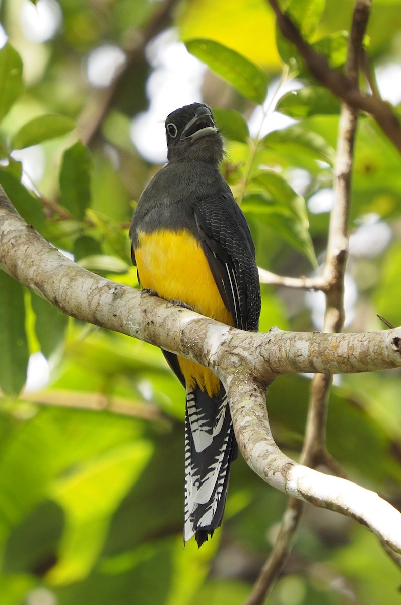 trogon zelenohřbetý - ML613693339