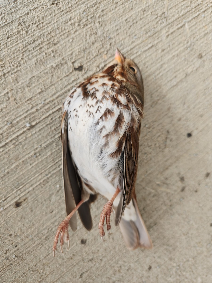 Fox Sparrow - ML613693342