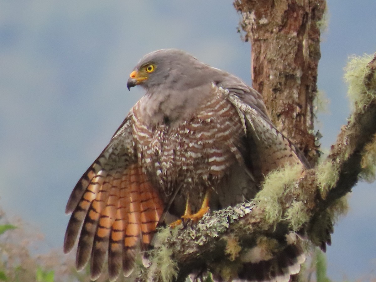 Roadside Hawk - ML613693382