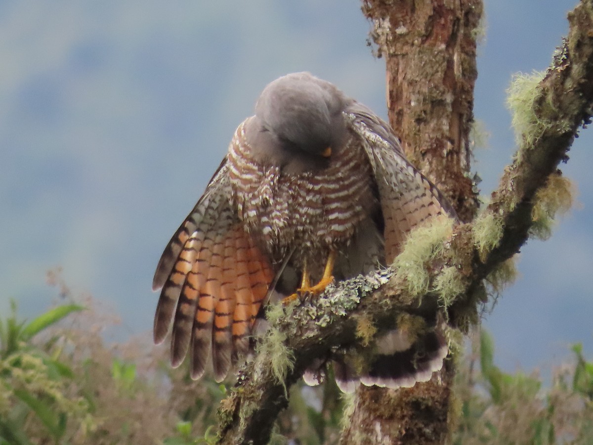 Roadside Hawk - ML613693383