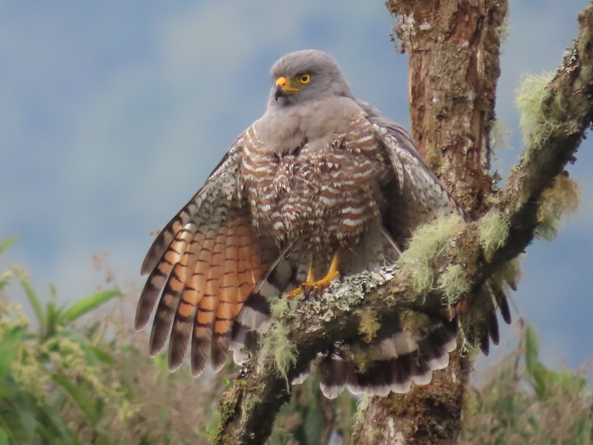 Roadside Hawk - ML613693384