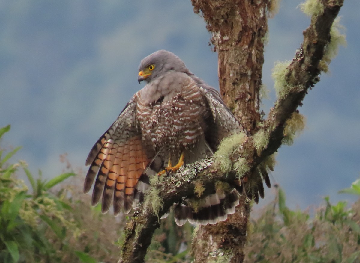 Roadside Hawk - ML613693385