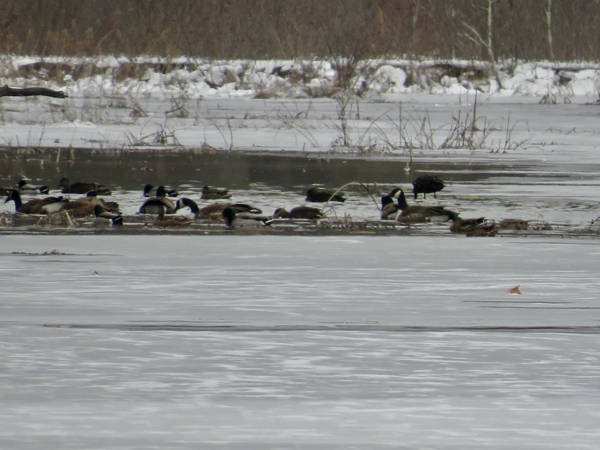 American Black Duck - ML613693468