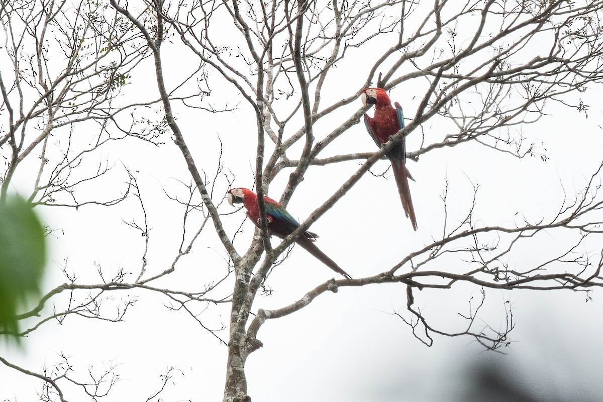 Red-and-green Macaw - ML613693702