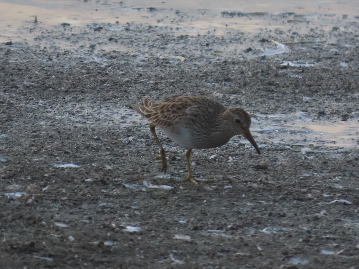 Graubrust-Strandläufer - ML613693772