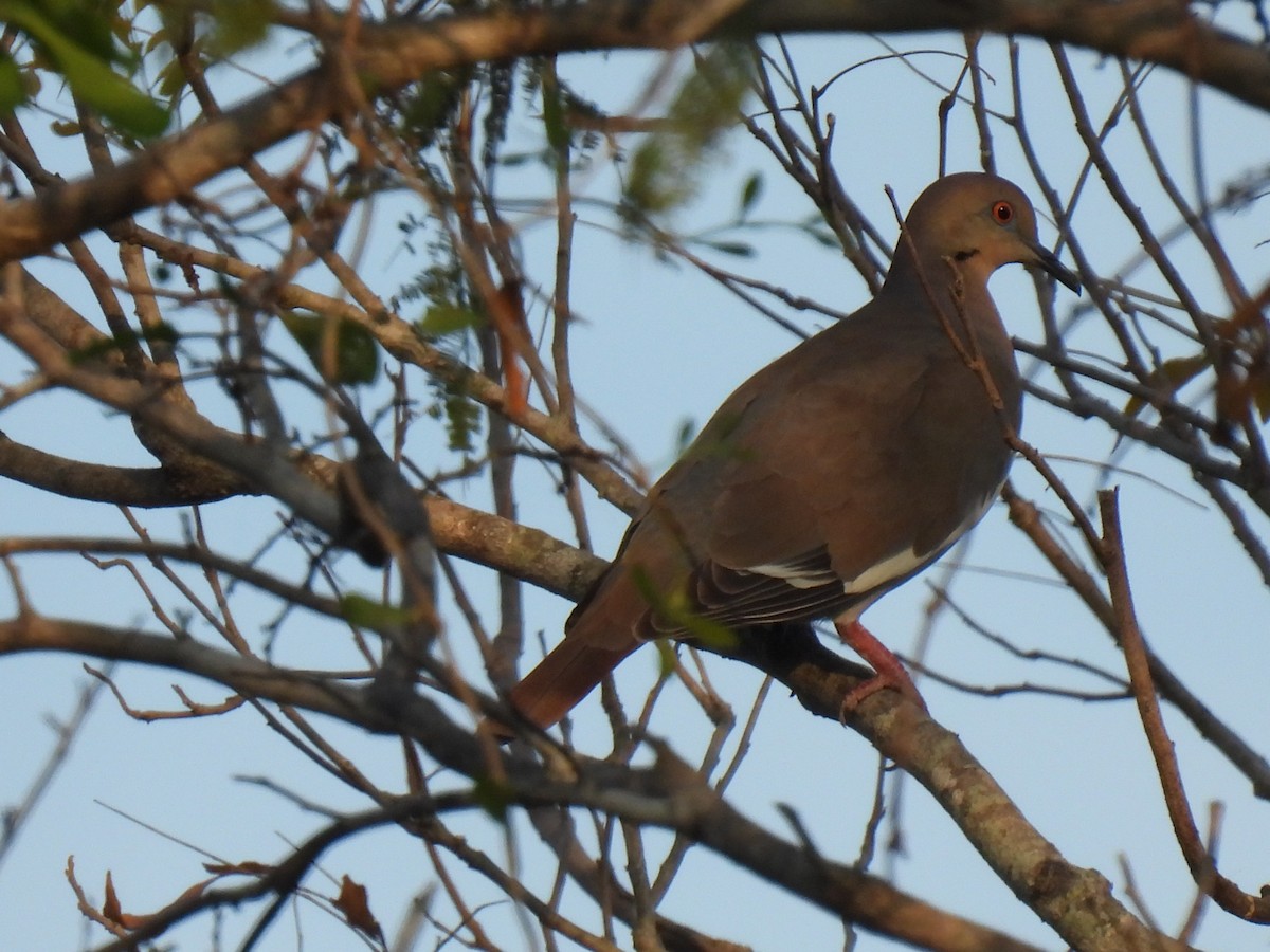 White-winged Dove - ML613693786