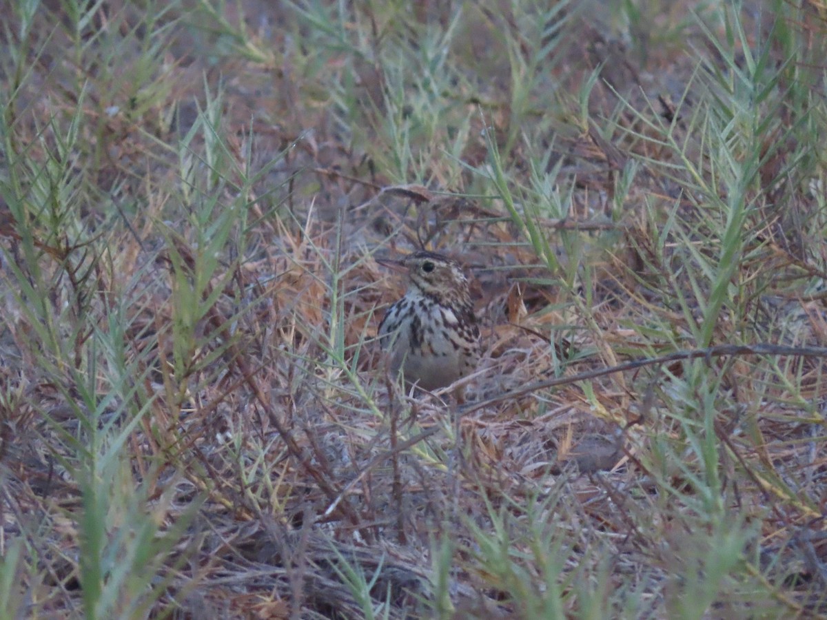 Peruvian Pipit - ML613693793