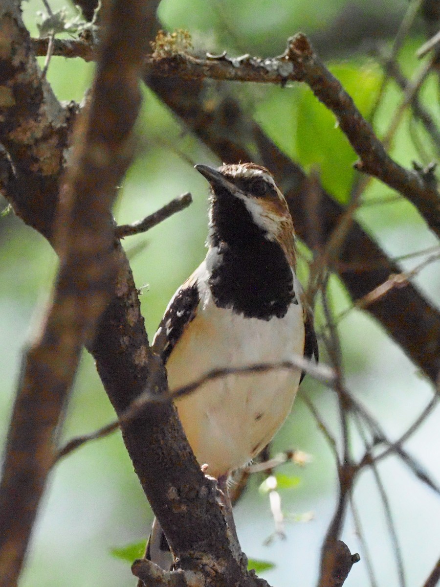 Stripe-backed Antbird - ML613693855