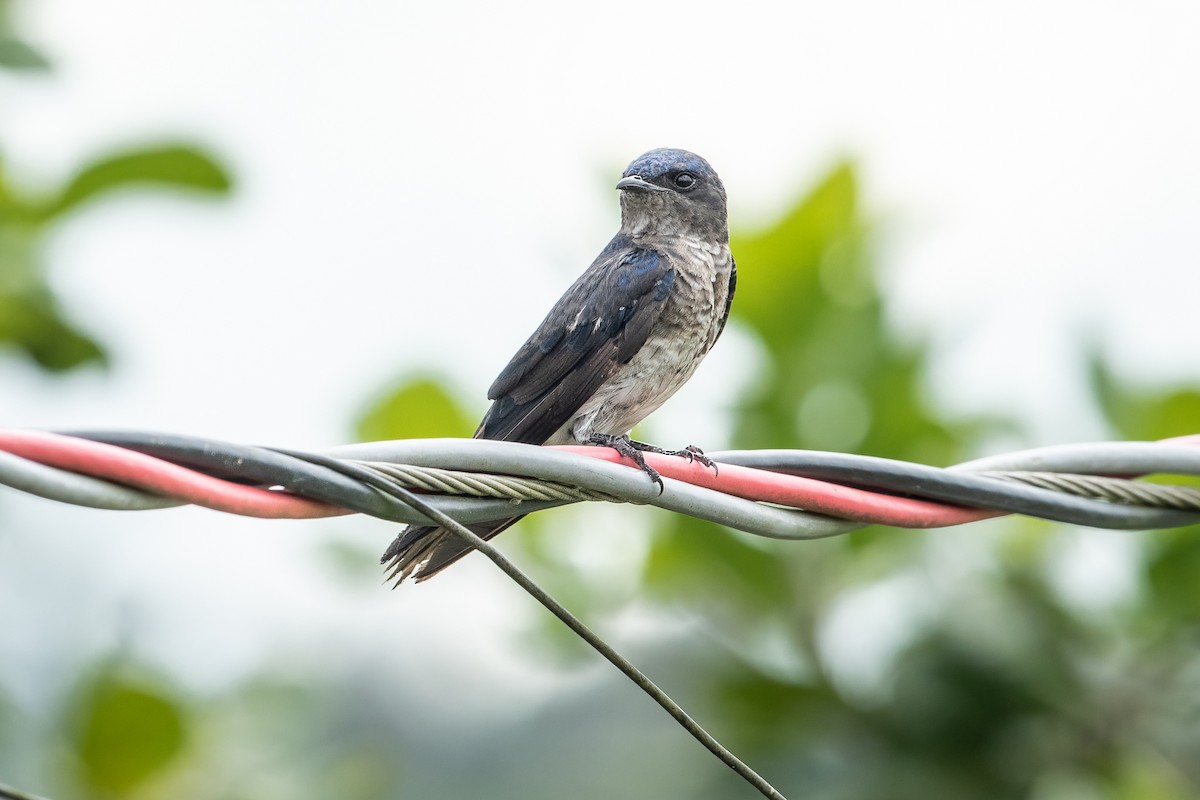Gray-breasted Martin - ML613693872
