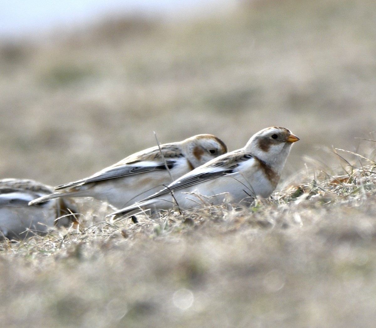 Snow Bunting - ML613693876