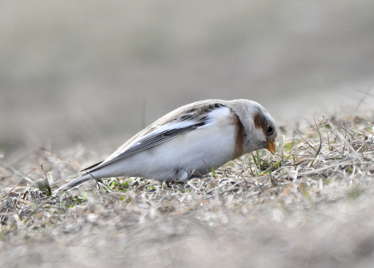 Snow Bunting - Claudia C