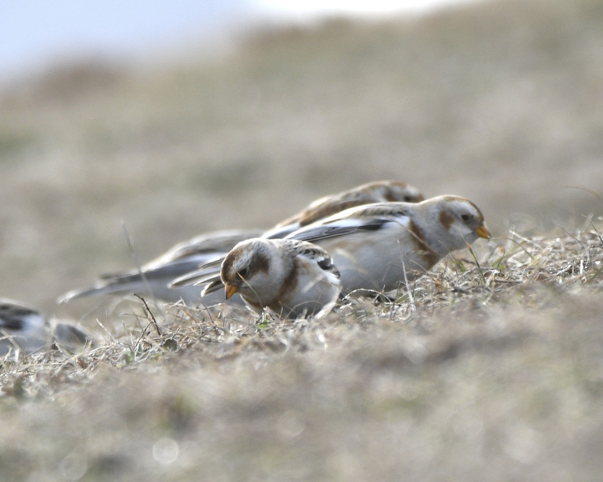 Snow Bunting - ML613693878