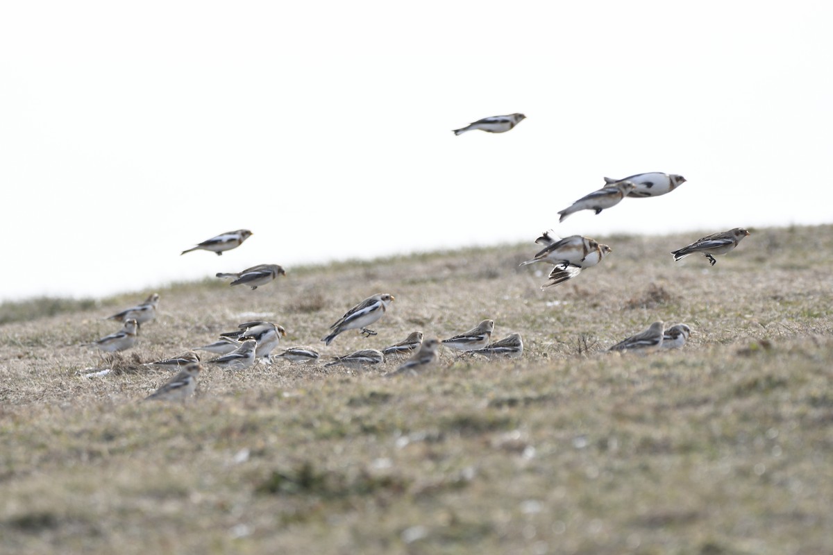 Snow Bunting - ML613693880