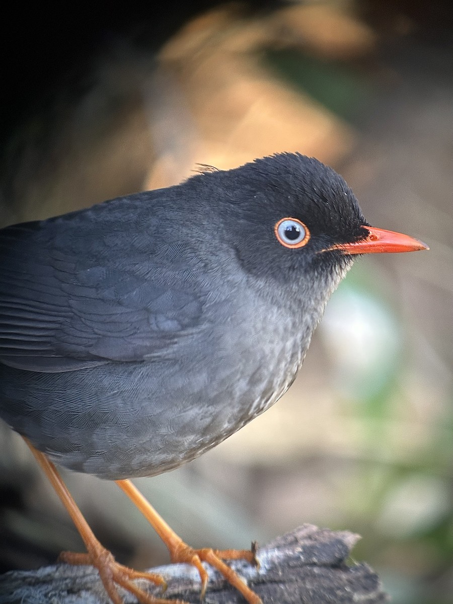 Slaty-backed Nightingale-Thrush (Slaty-backed) - ML613693935